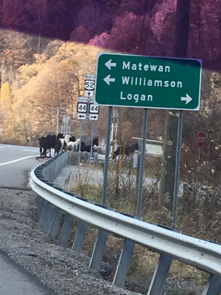 Wild horses 3